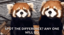 Red Panda Pandas GIF - Red Panda Pandas Animals GIFs