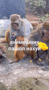 a group of monkeys are sitting on the ground eating a piece of food