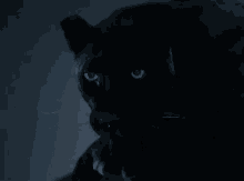 Panther Hungry GIF - Panther Hungry Hungry Cat GIFs