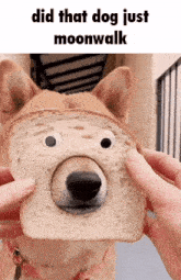 Dog Toast GIF - Dog Toast Reverse GIFs