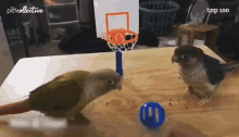 Shooting Basketball GIF - Shooting Basketball Parrot GIFs