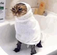Cat Funny GIF - Cat Funny Mad GIFs
