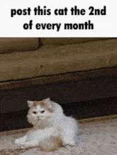a picture of a cat laying on the floor with the caption post this cat the 2nd of every month