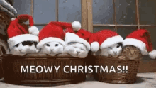 Christmas Cat Christmas Cats GIF - Christmas Cat Christmas Cats Meowy GIFs