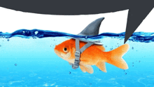 a goldfish wearing a shark 's tail is swimming in the water