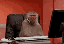 Monkey Typing GIF - Monkey Typing Working GIFs