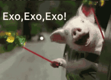 Exo Cheering GIF - Exo Cheering Happy Pig GIFs