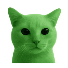 a green cat with black eyes looks at the camera on a white background