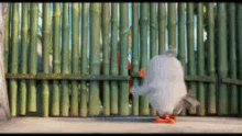 Angry Birds Open Door GIF - Angry Birds Open Door Push GIFs