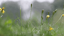 a bunch of yellow flowers growing in the grass with water drops on them