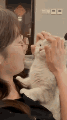 Diolga Cat GIF - Diolga Cat Gatto GIFs