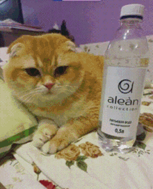 a cat is laying next to a bottle of alean water