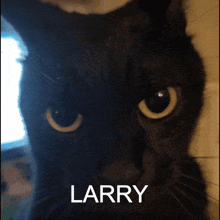 a close up of a black cat with the name larry below it
