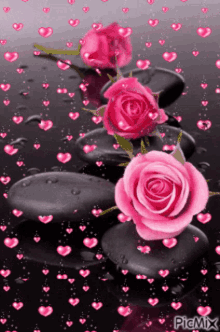 Pink Rose GIF - Pink Rose Hearts GIFs