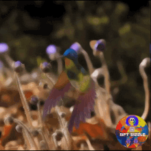 Humming Bird Flower GIF - Humming Bird Flower Flowers GIFs