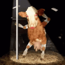 Cow Pole Dancing GIF
