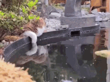 Fish Cat GIF - Fish Cat Pet GIFs