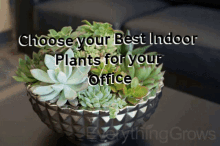 Choose Your Best Indoor Plants For Your Office GIF - Choose Your Best Indoor Plants For Your Office GIFs