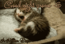 Night Good Night GIF - Night Good Night Cat GIFs