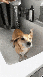 a dog taking a bath in a sink with a bottle of shampoo on the counter