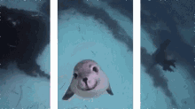 Seal Swim GIF - Seal Swim Kiss GIFs