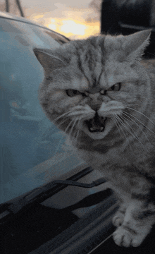 a cat with its mouth open is standing in front of a car windshield