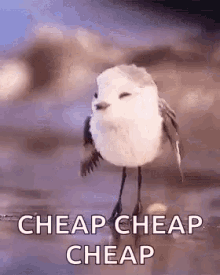 cheap money cute bird