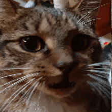 Bailey Cat GIF - Bailey Cat Silly Cat GIFs