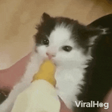 Kitten Drinking Milk Viralhog GIF - Kitten Drinking Milk Viralhog Taking Care Of The Baby Cat GIFs