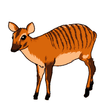 zebra antelope