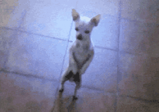 Dog dances with toy sale