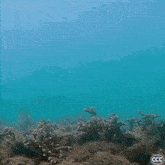 a coral reef with a fish and a ccc logo in the background