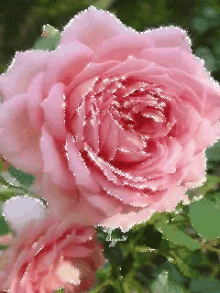 Rose Water GIF