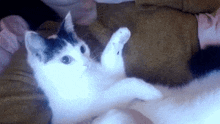 Cat Wink GIF - Cat Wink Funny GIFs