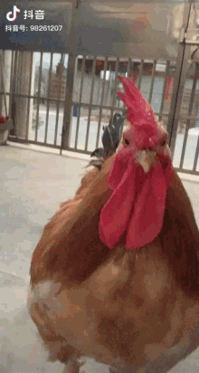 Chicken Douyin GIF - Chicken Douyin Cock GIFs