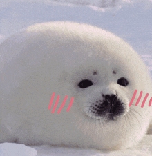 Seal Xikers GIF - Seal Xikers Yujun GIFs