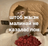 a monkey is eating raspberries from a bowl on a table .