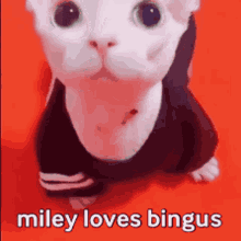 Miley Loves Bingus Bingus GIF - Miley Loves Bingus Bingus Miley GIFs