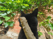 a black cat is looking up at a tree branch