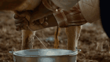 Milking Cow Udders GIF