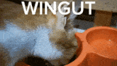 Wingut Wingut Cat GIF - Wingut Wingut Cat Cat Food GIFs