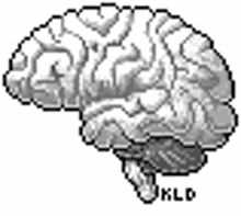 brain