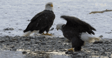 Eagles Eagle Fishing GIF - Eagles Eagle Eagle Fishing GIFs