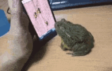 frog angry hungry