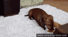 Wiener Dog - Wiener GIF