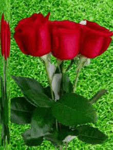 γιασενα Rose GIF - γιασενα Rose Flower GIFs