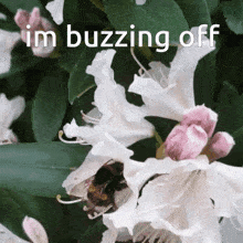 Buzz Buzzing GIF