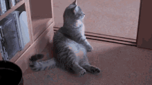 I Beg Of You GIF - Cute Adorable Cat GIFs