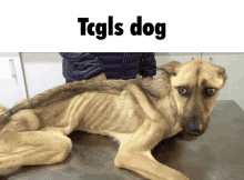 Tcgls Tcdog GIF