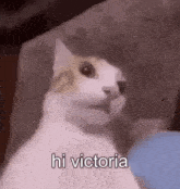 Hi Victoria Cat GIF - Hi Victoria Cat Epic Cat GIFs